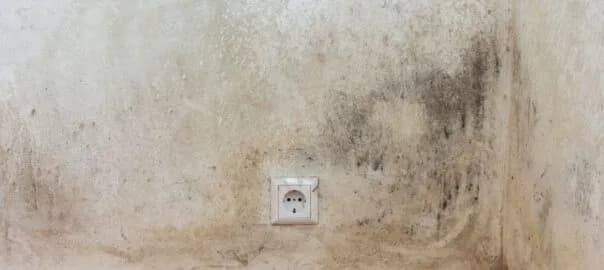 Jak napisać pismo do spółdzielni mieszkaniowej w sprawie grzyba? Sprawdź, co zawrzeć.