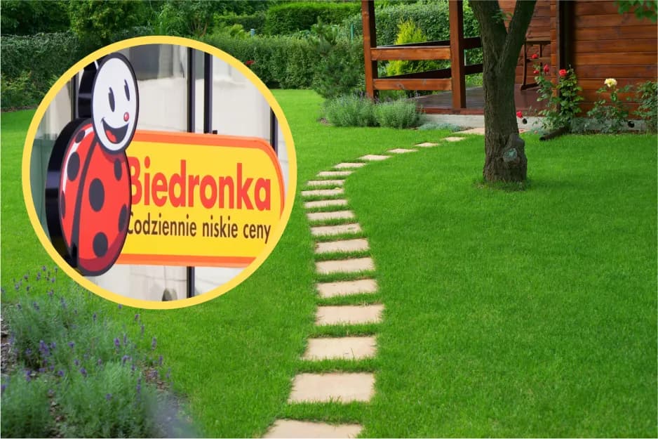 Ile płaci Biedronka za wynajem gruntu? Zaskakujące stawki w Polsce