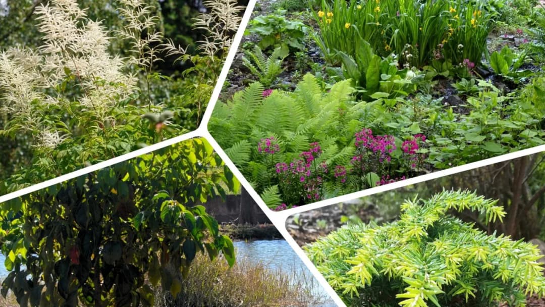 Co posadzić na podmokłym terenie? Odkryj najlepsze rośliny do ogrodu