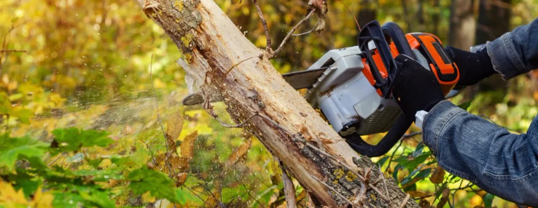 Jak ścinać drzewo żeby nie spadło na budynek i nie zniszczyło mienia