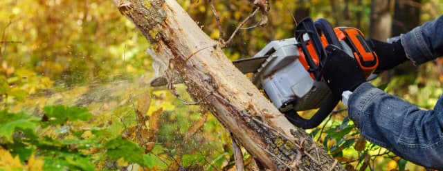 Jak ścinać drzewo żeby nie spadło na budynek i nie zniszczyło mienia