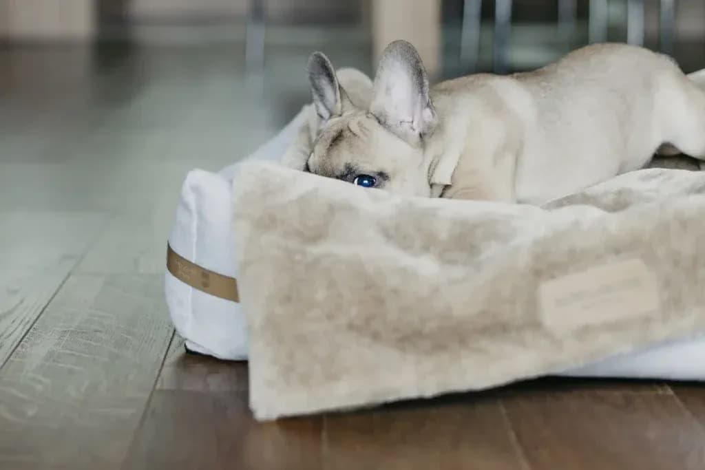 Jak przyzwyczaić psa do nowego mieszkania, aby uniknąć stresu?